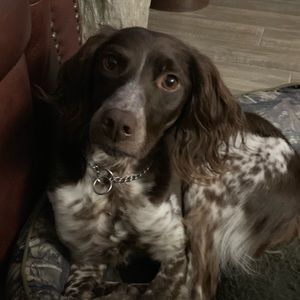 Meet your Posher, Elizabeth